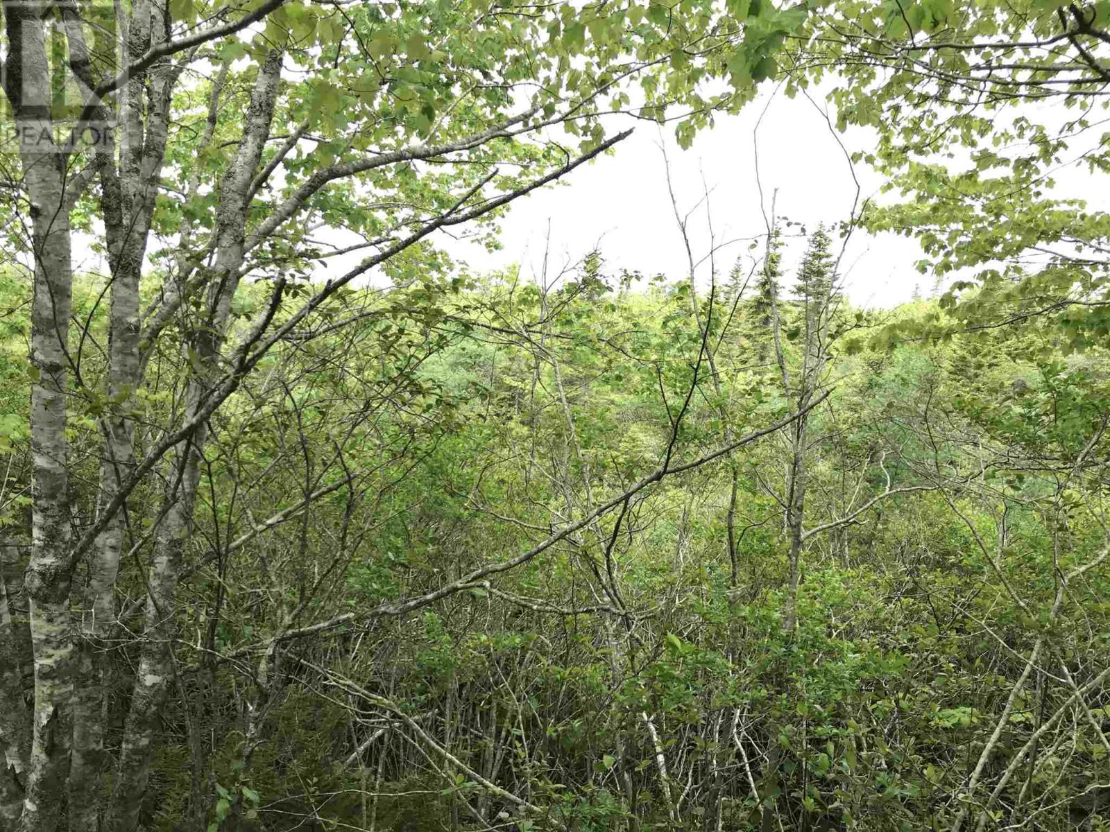 53.03 Acres Highway 308 Highway, Belleville, Nova Scotia  B0W 3M0 - Photo 5 - 202114782