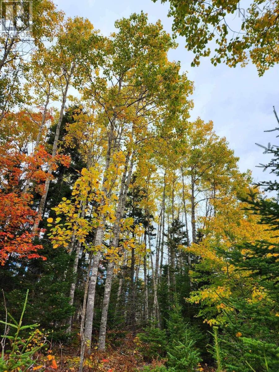 Lot 3b Highway 4, Telford, Nova Scotia  B0K 1G0 - Photo 8 - 202425762