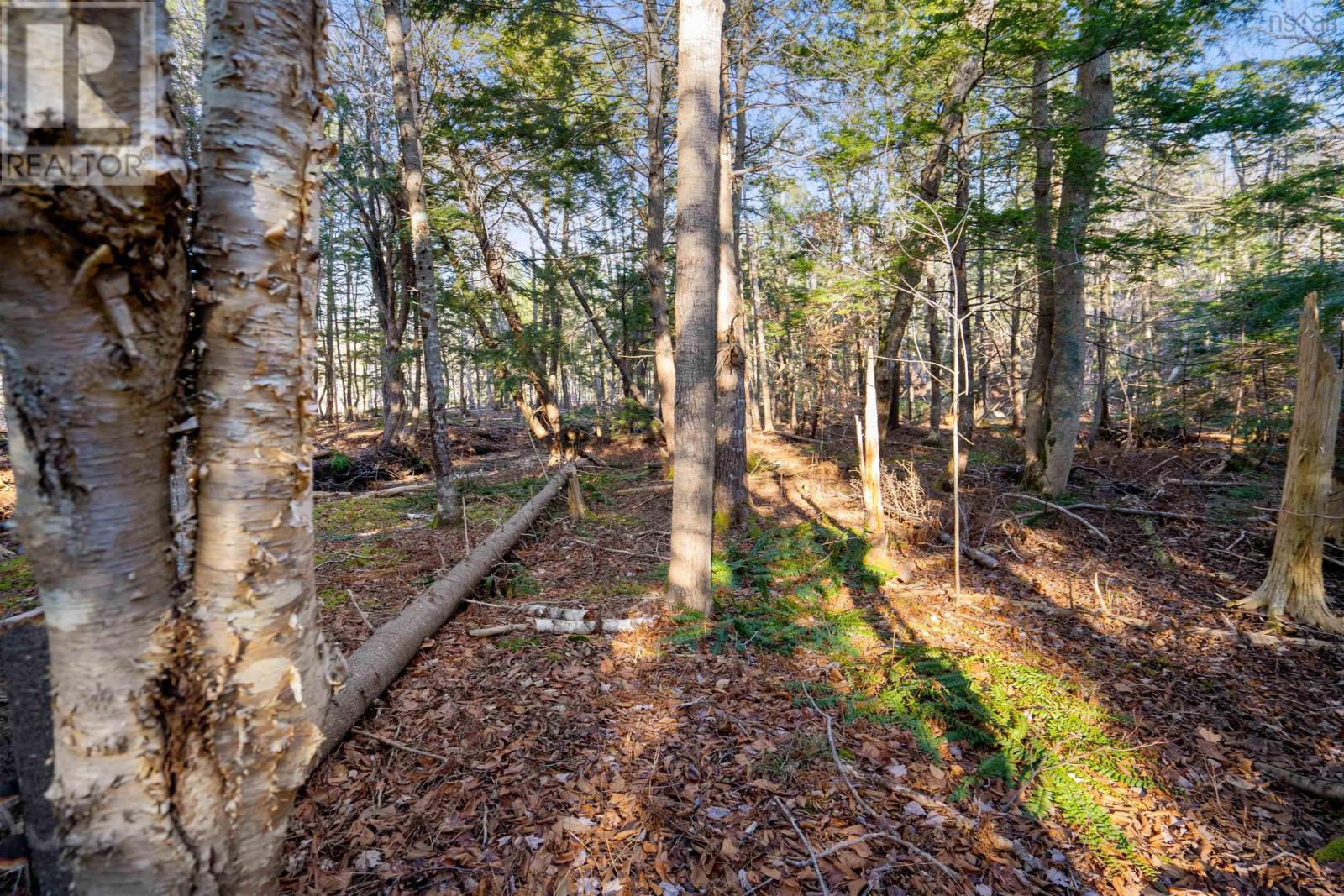 Pine Tree Road, Pine Tree, Nova Scotia  B0K 1W0 - Photo 6 - 202428375