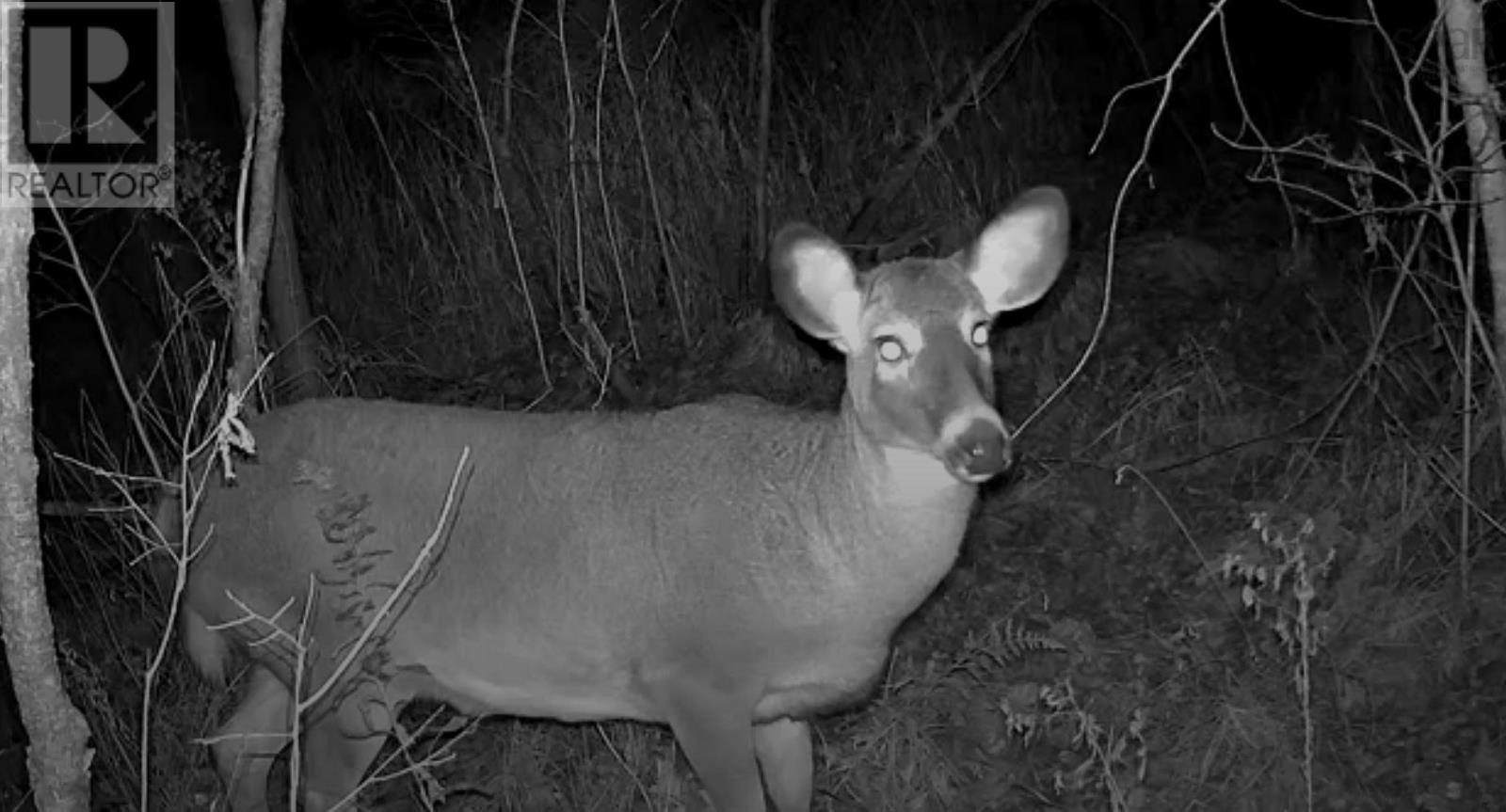 Old Halifax Road, Salt Springs, Nova Scotia  B0M 1X0 - Photo 10 - 202504931