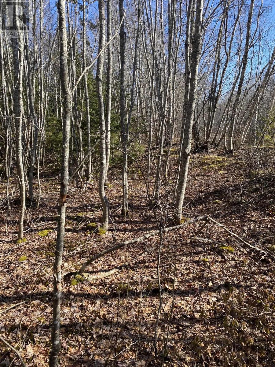 Old Halifax Road, Salt Springs, Nova Scotia  B0M 1X0 - Photo 4 - 202504931