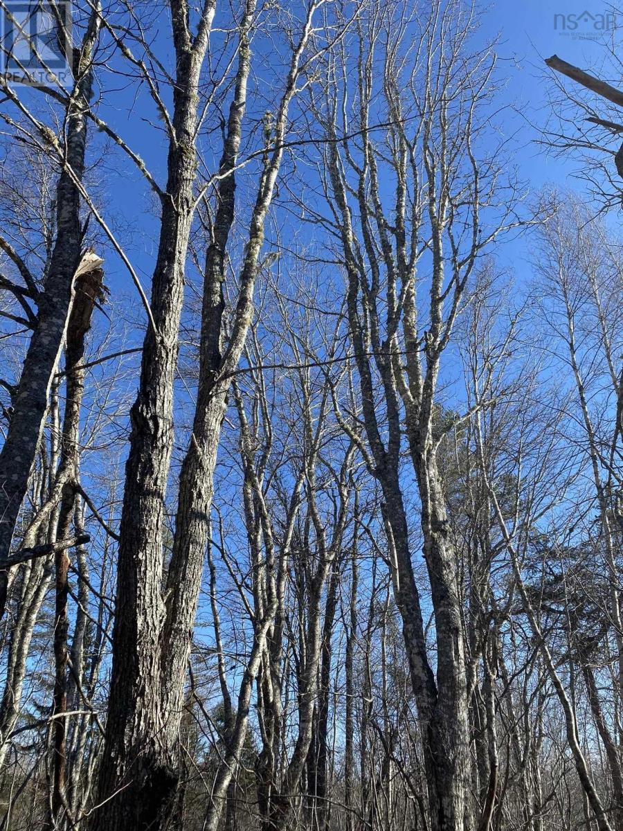 Old Halifax Road, Salt Springs, Nova Scotia  B0M 1X0 - Photo 6 - 202504931