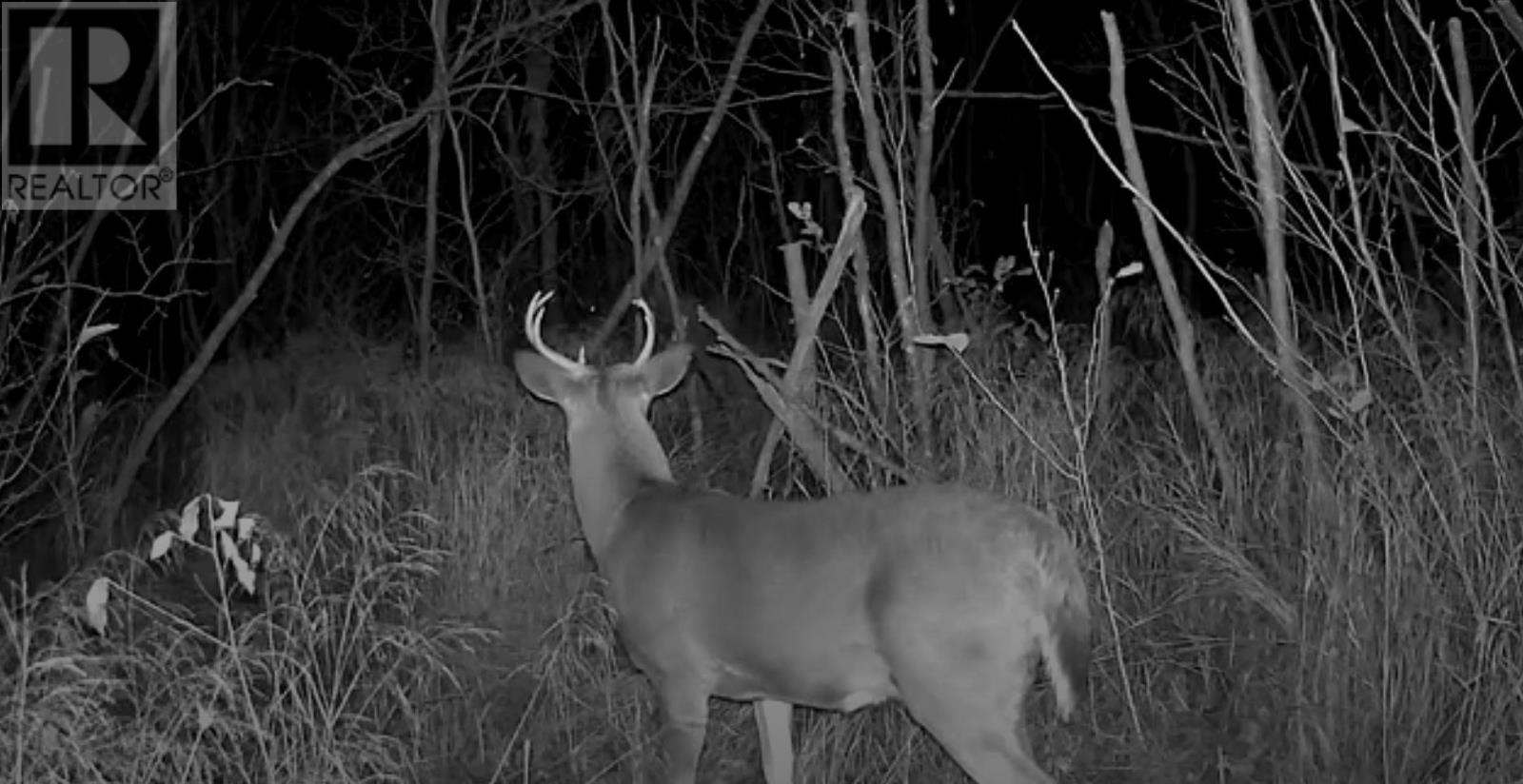 Old Halifax Road, Salt Springs, Nova Scotia  B0M 1X0 - Photo 9 - 202504931