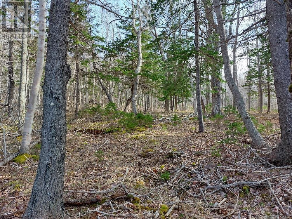 Lot 6 Macleods Pond Rd., Roberta, Nova Scotia  B0E 3K0 - Photo 8 - 202505559