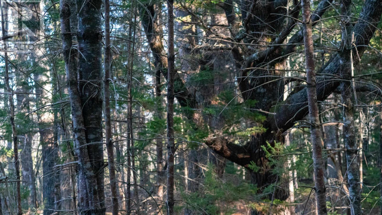 Lot Ss-1 Maple Drive, Lower Ohio, Nova Scotia  B0T 1W0 - Photo 12 - 202508651