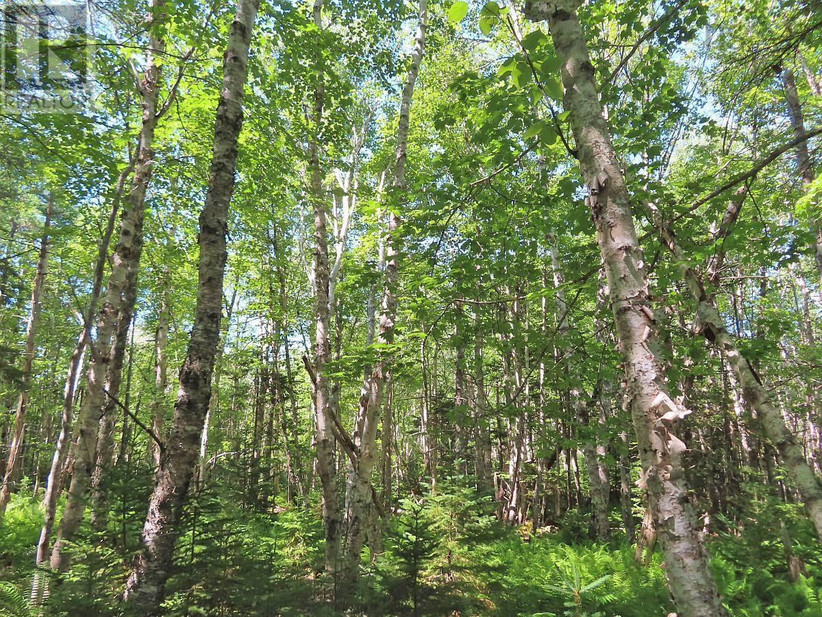 195 Acres West Bay Highway, Roberta, Nova Scotia  B0E 3K0 - Photo 32 - 202509009