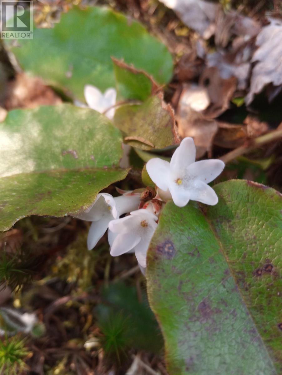 12 Johnny Cash Lane, Juniper Mountain, Nova Scotia  B1K 0C2 - Photo 13 - 202510133