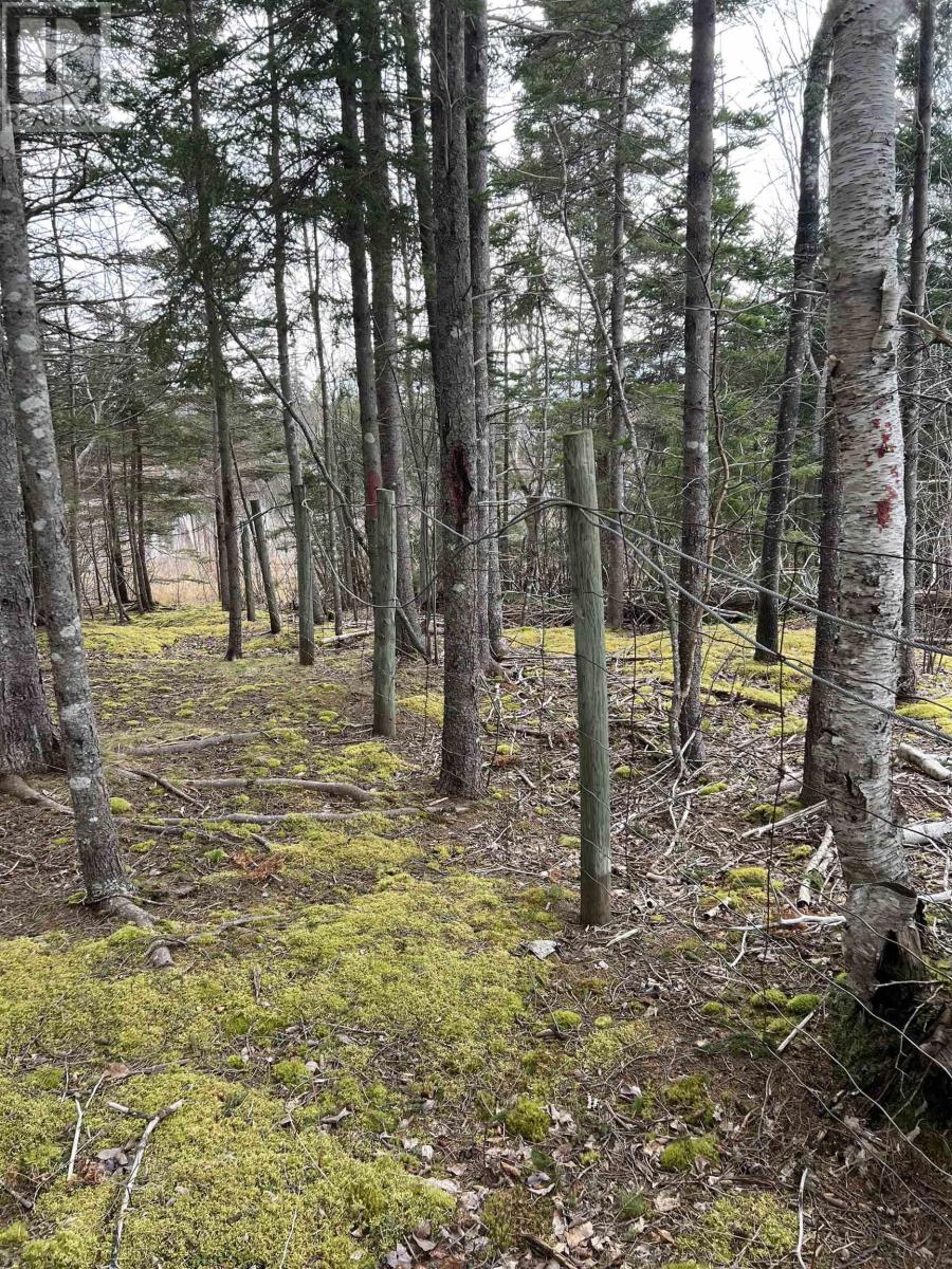 Old Mulgrave Road, Monastery, Nova Scotia  B0H 1W0 - Photo 32 - 202510167