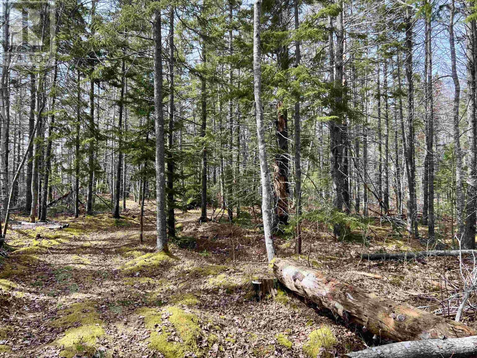 Old Mulgrave Road, Monastery, Nova Scotia  B0H 1W0 - Photo 34 - 202510167