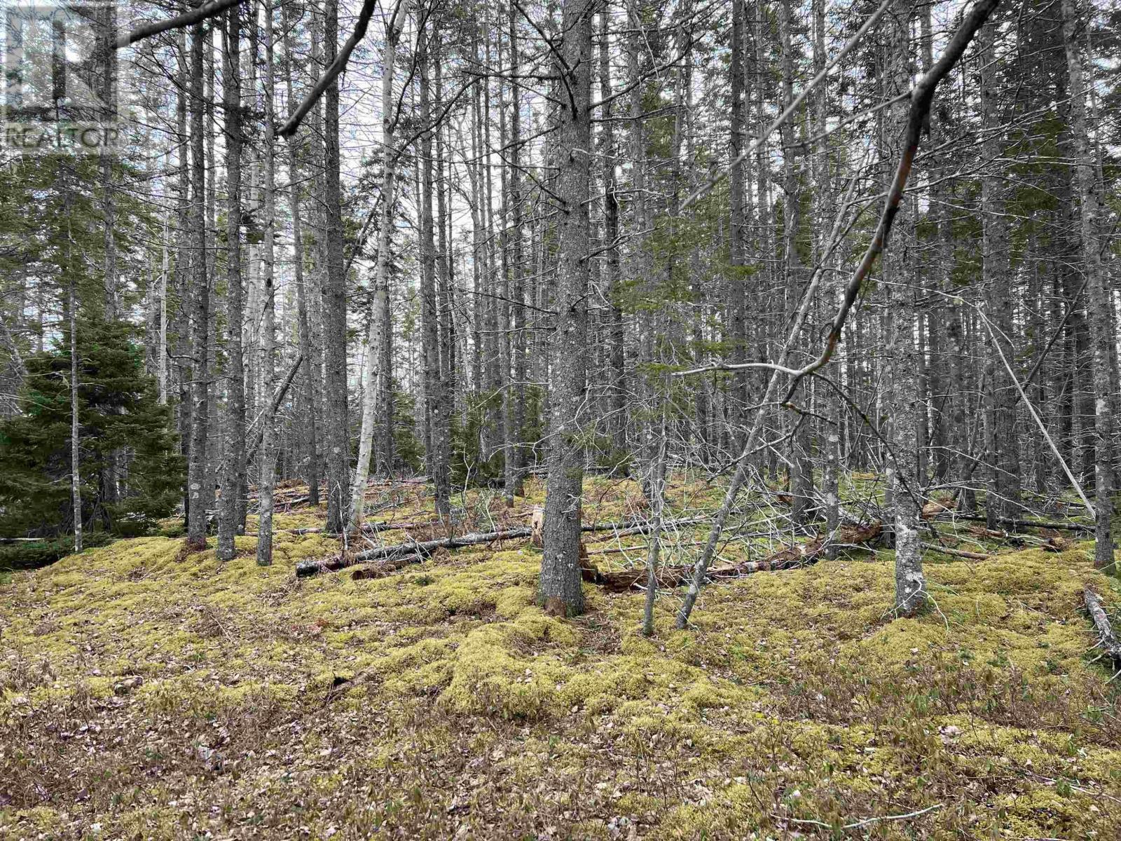 Old Mulgrave Road, Monastery, Nova Scotia  B0H 1W0 - Photo 47 - 202510167