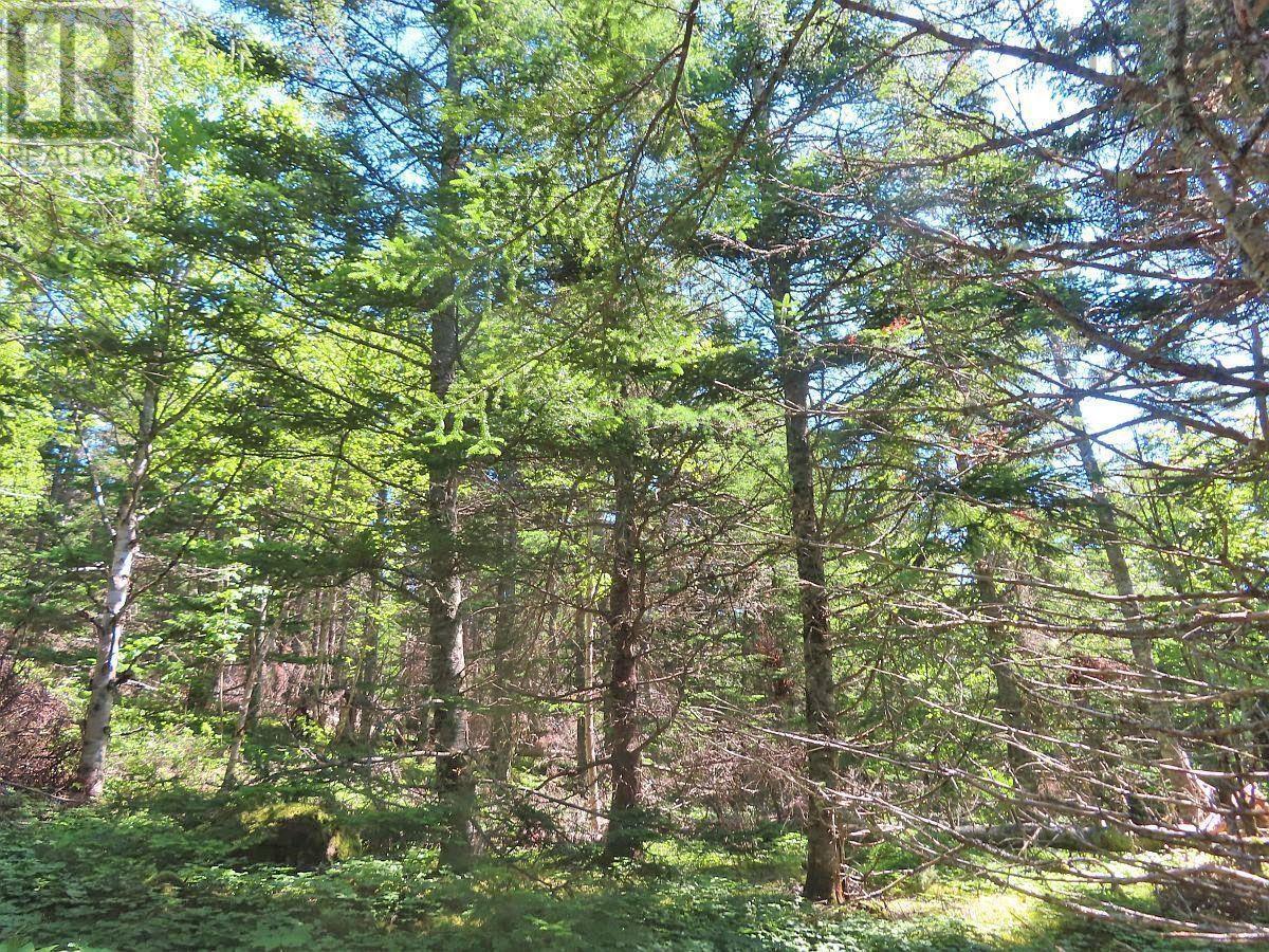 Lot 3 Upper Grand Mira Road, Upper Grand Mira, Nova Scotia  B1K 1M1 - Photo 22 - 202511220