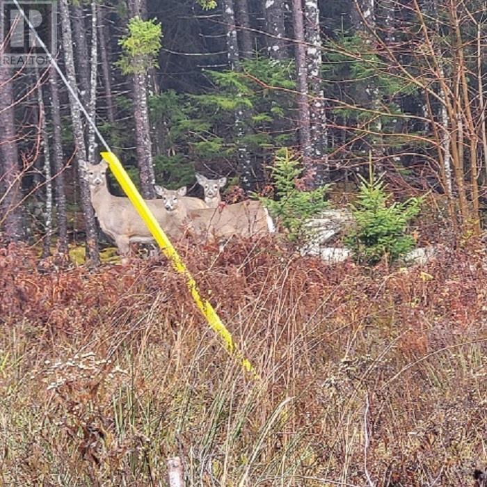 9124 Upper Clyde Road, Welshtown, Nova Scotia  B0T 1W0 - Photo 4 - 202512219