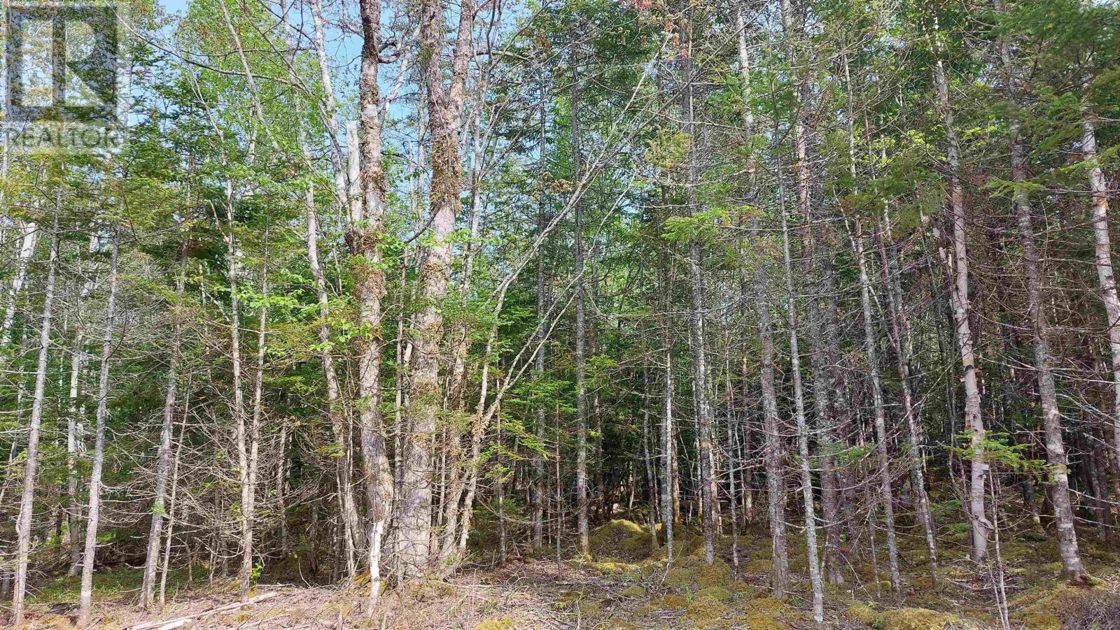 Lot 18 Highway 4, False Bay, Nova Scotia  B0E 1V0 - Photo 6 - 202513205