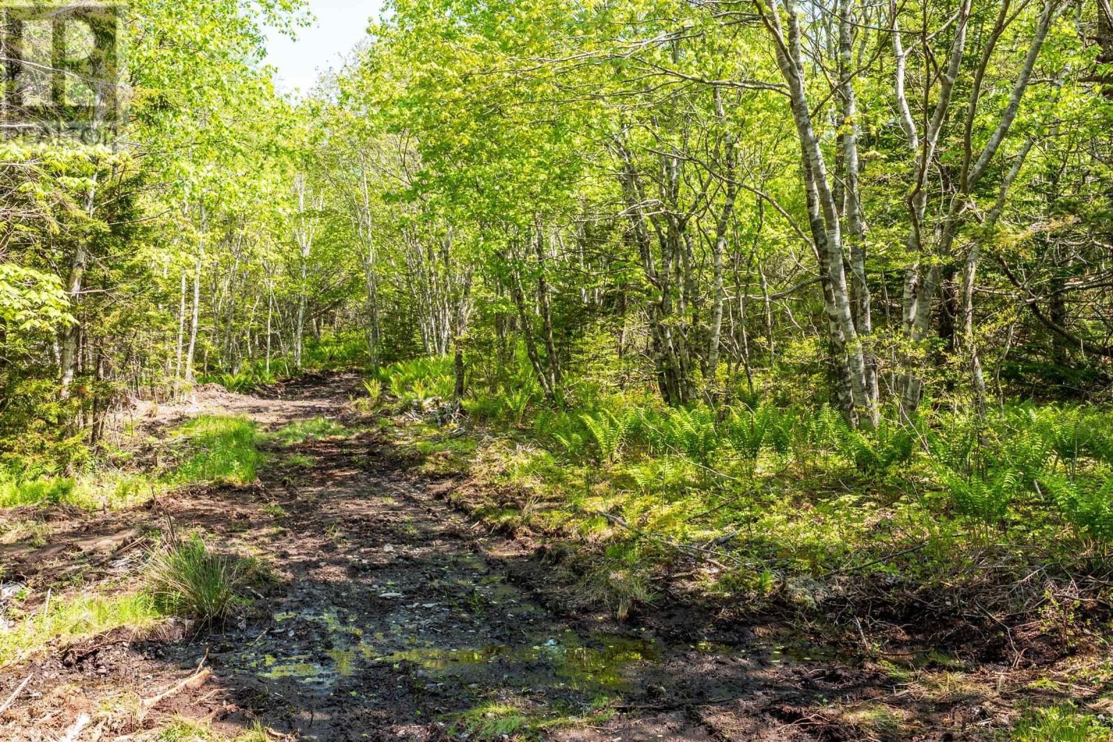 Lot 101 Highway, Woodvale, Nova Scotia  B5A 5B1 - Photo 4 - 202513375