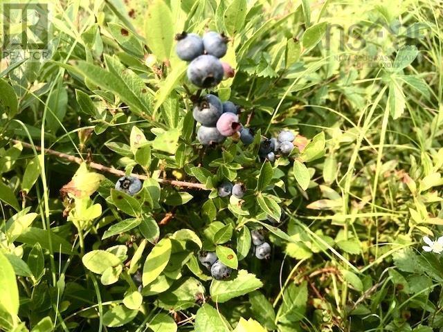 2925 Highway 203, East Kemptville, Nova Scotia  B5A 5P5 - Photo 22 - 202514276