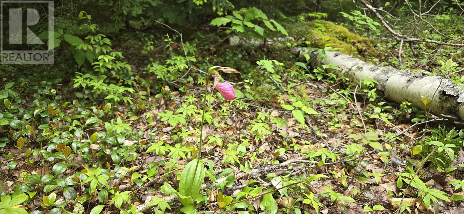 Lot Nathan Croft Road, Camperdown, Nova Scotia  B4V 6T9 - Photo 11 - 202514609