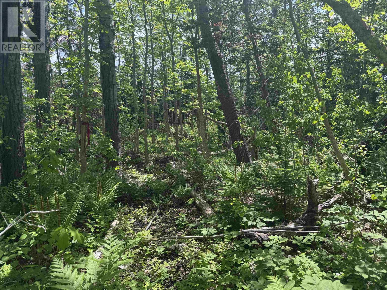 Bay St Lawrence Road, Aspy Bay, Nova Scotia  B0C 1G0 - Photo 11 - 202514664