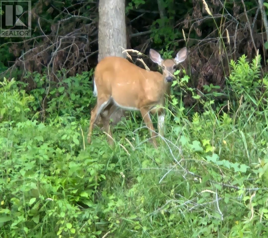 114 Bog Road, Berwick, Nova Scotia  B0P 1E0 - Photo 48 - 202515285