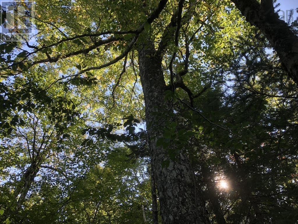 Acreage No 101 Highway, Ardoise, Nova Scotia  B0N 1L0 - Photo 17 - 202516163