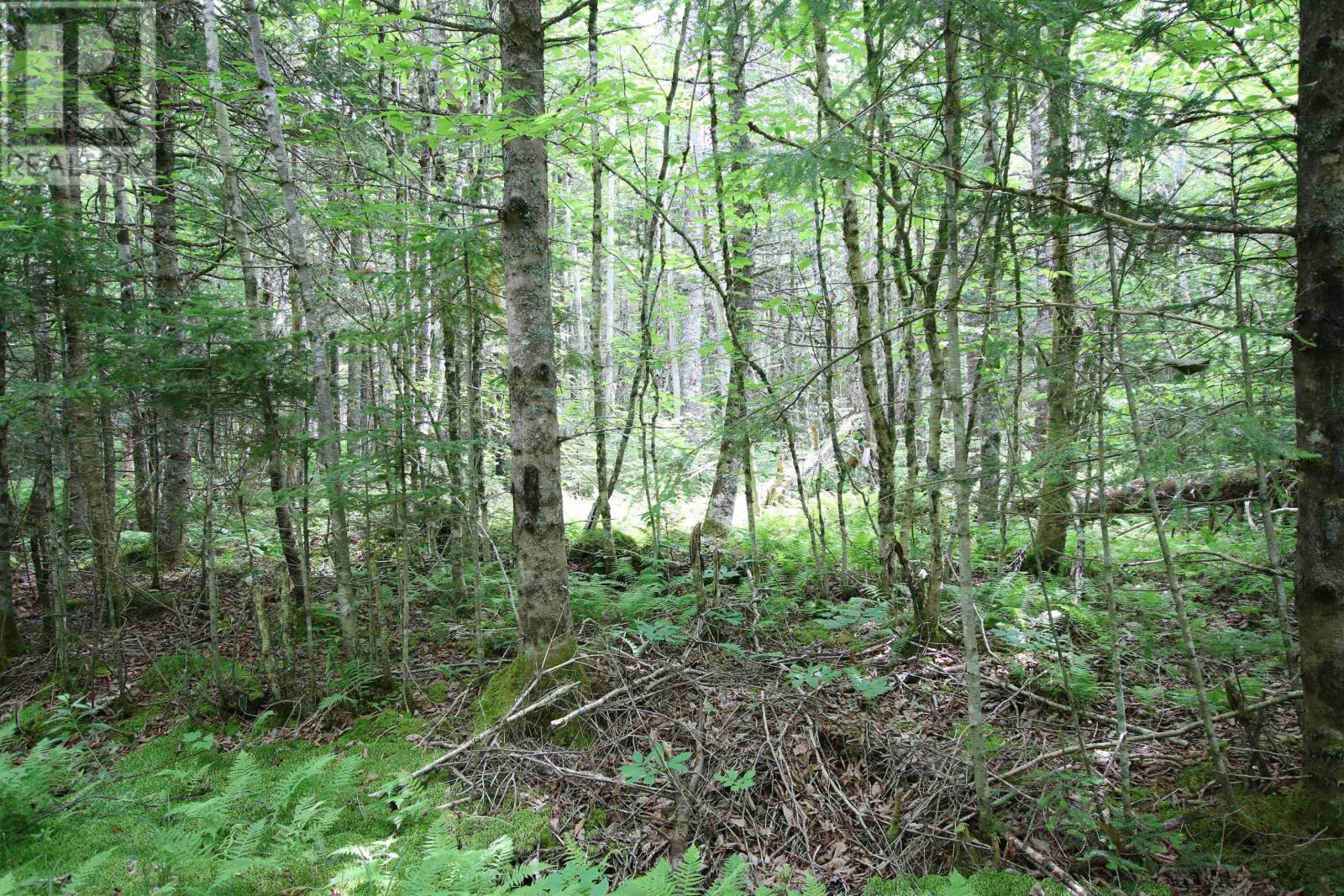 Lot 1 Birch Road Branch, Ogden, Nova Scotia  B0H 1N0 - Photo 2 - 202517368