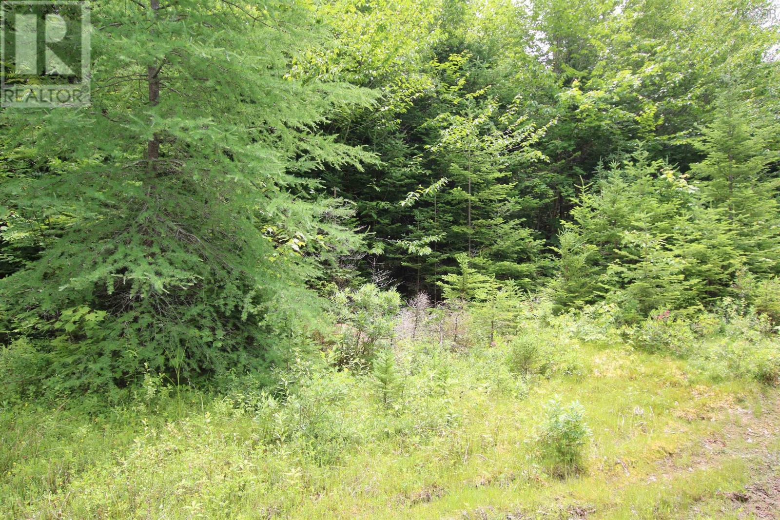 Lot 1 Birch Road Branch, Ogden, Nova Scotia  B0H 1N0 - Photo 6 - 202517368