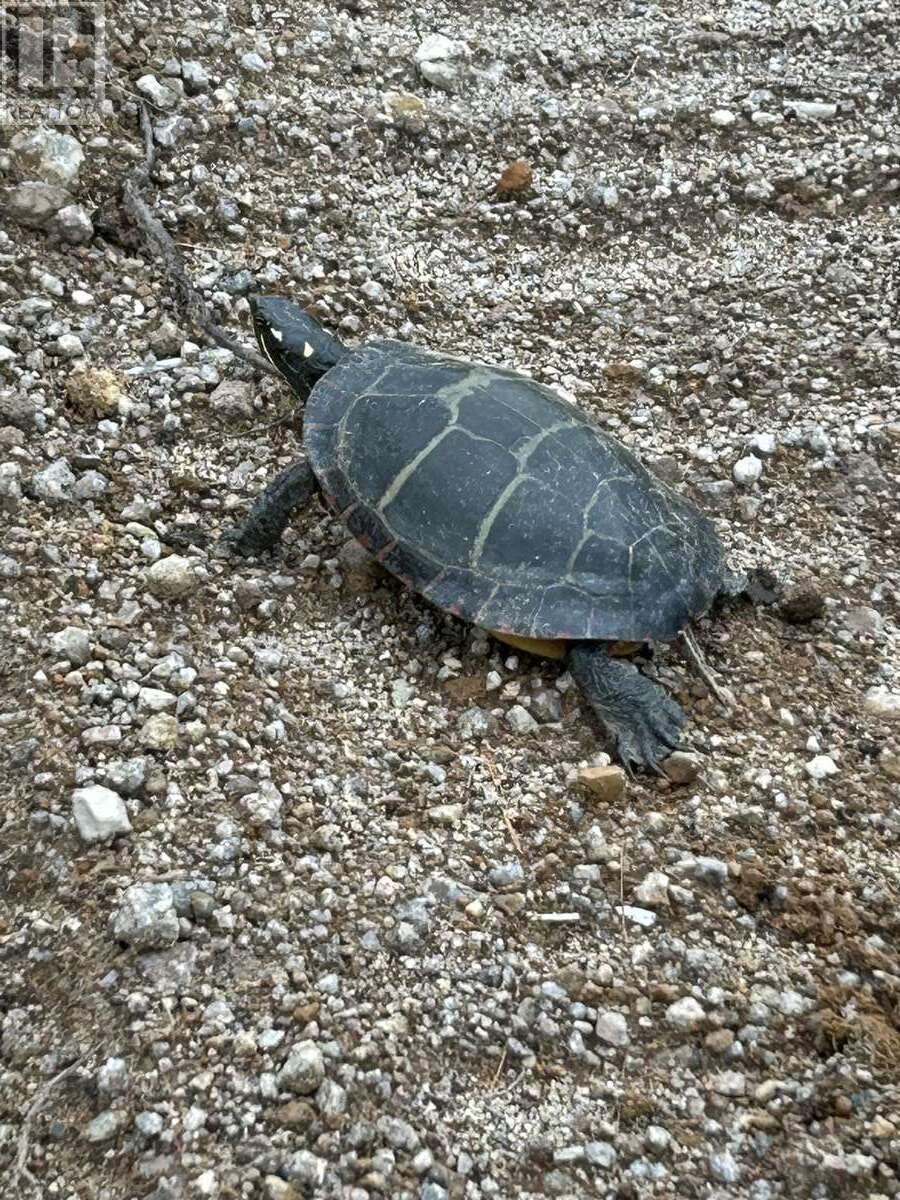 11 Lakeshore Drive, Aylesford Lake, Nova Scotia  B0P 1C0 - Photo 11 - 202518085