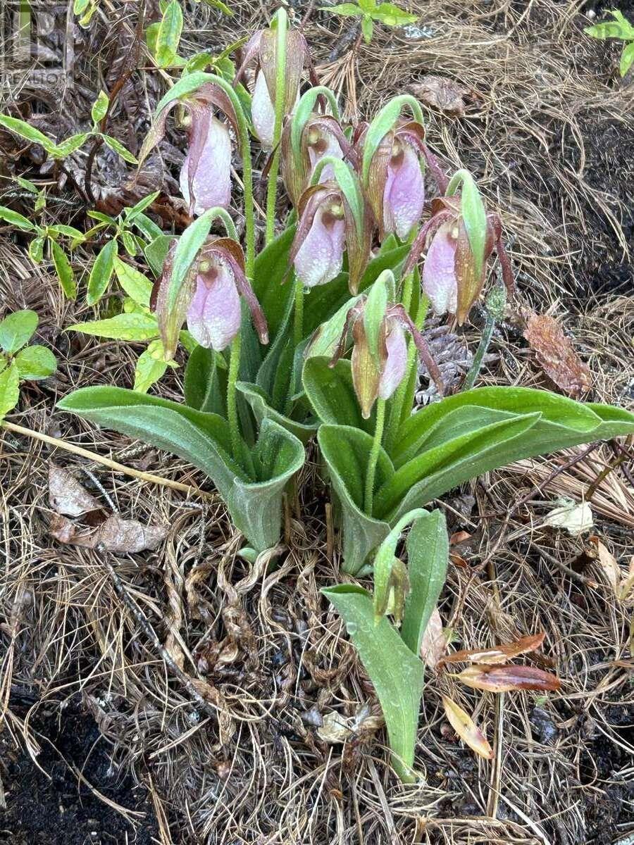 11 Lakeshore Drive, Aylesford Lake, Nova Scotia  B0P 1C0 - Photo 15 - 202518085