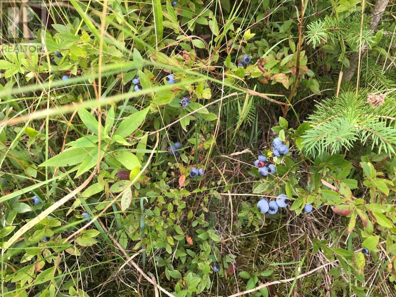 75 Evanston Rd, Cleveland, Nova Scotia  B0E 1J0 - Photo 16 - 202518843