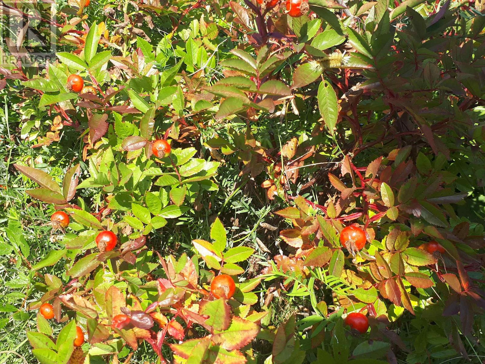 75 Evanston Rd, Cleveland, Nova Scotia  B0E 1J0 - Photo 17 - 202518843