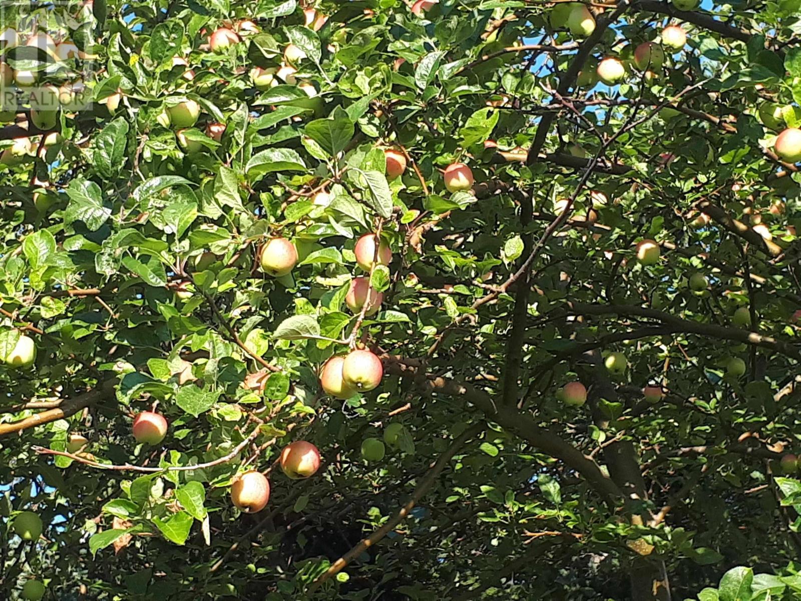 75 Evanston Rd, Cleveland, Nova Scotia  B0E 1J0 - Photo 18 - 202518843