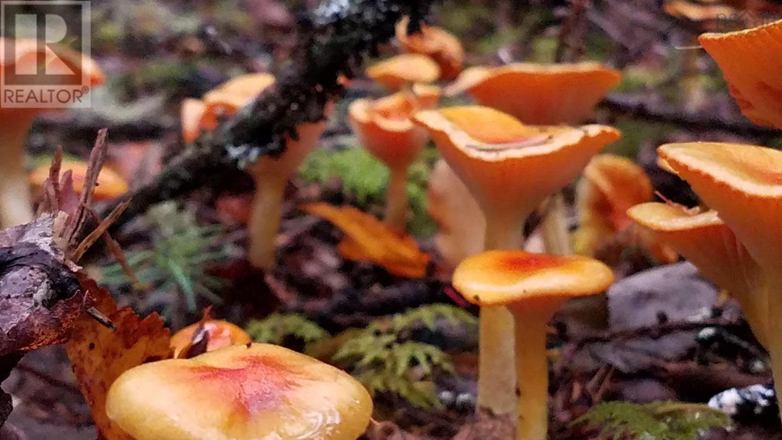 75 Evanston Rd, Cleveland, Nova Scotia  B0E 1J0 - Photo 20 - 202518843