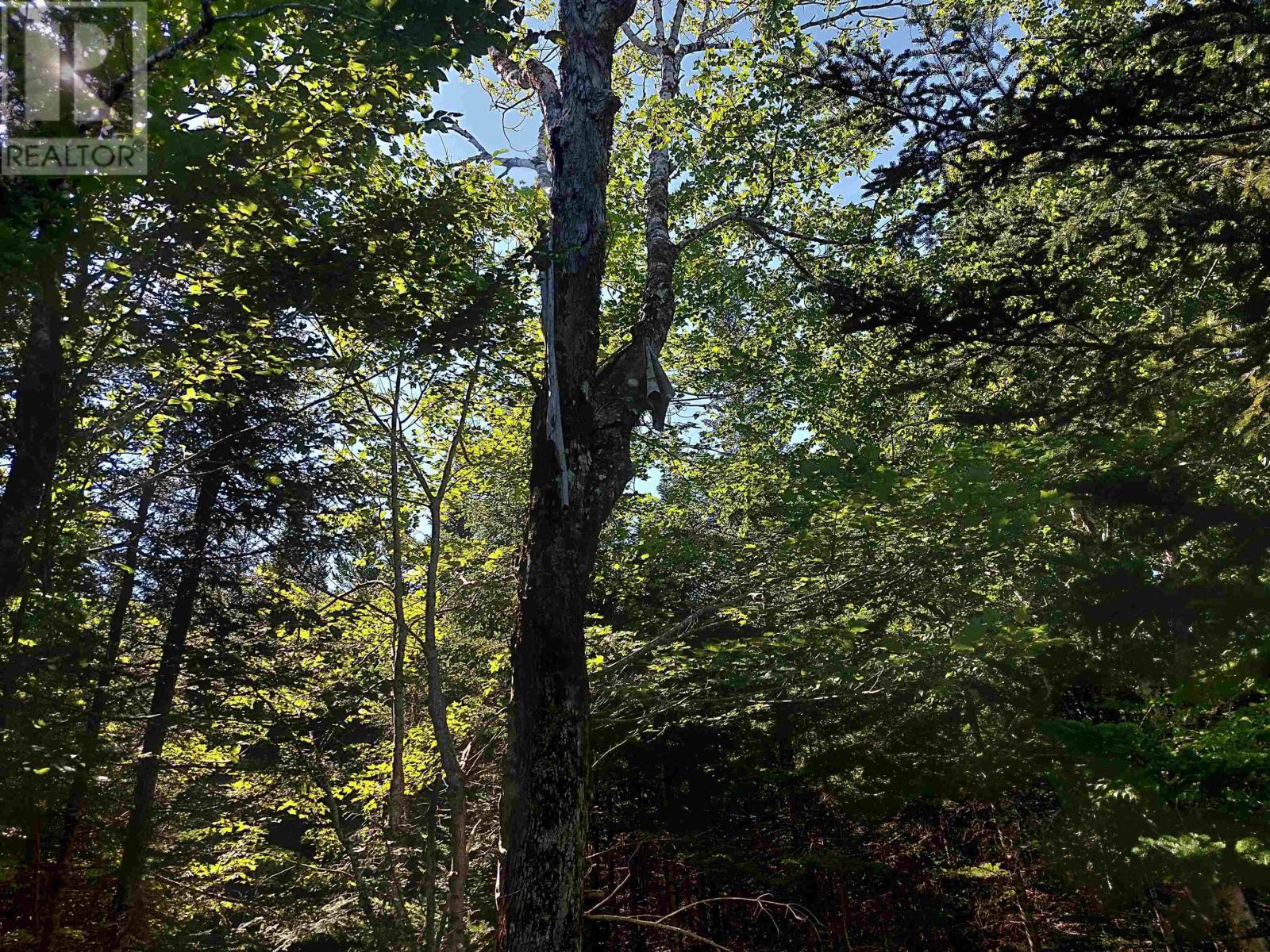 45 Joanne Langford Dr, French Road, Nova Scotia  B1K 3P9 - Photo 9 - 202518955