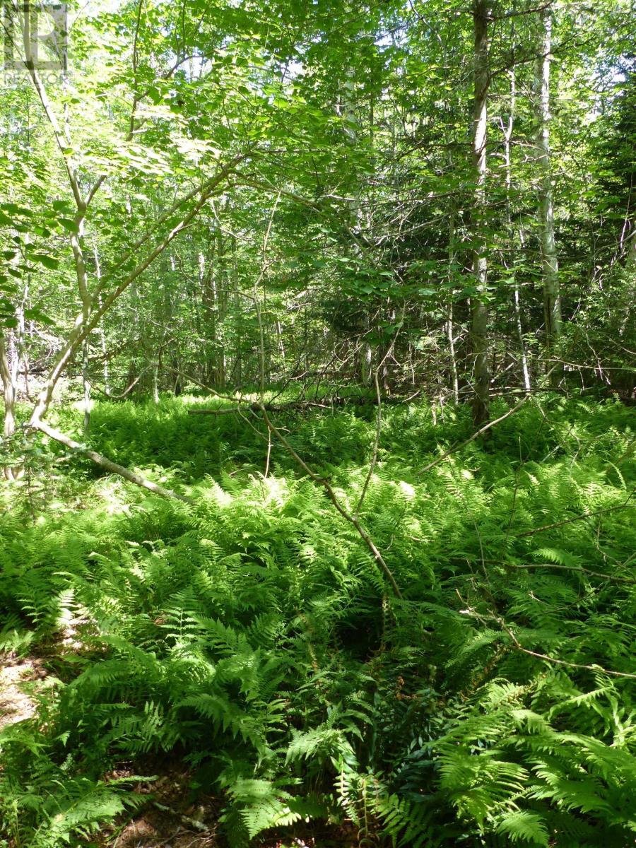 Lot 2 Highway 1, Clementsport, Nova Scotia  B0S 1E0 - Photo 14 - 202519034