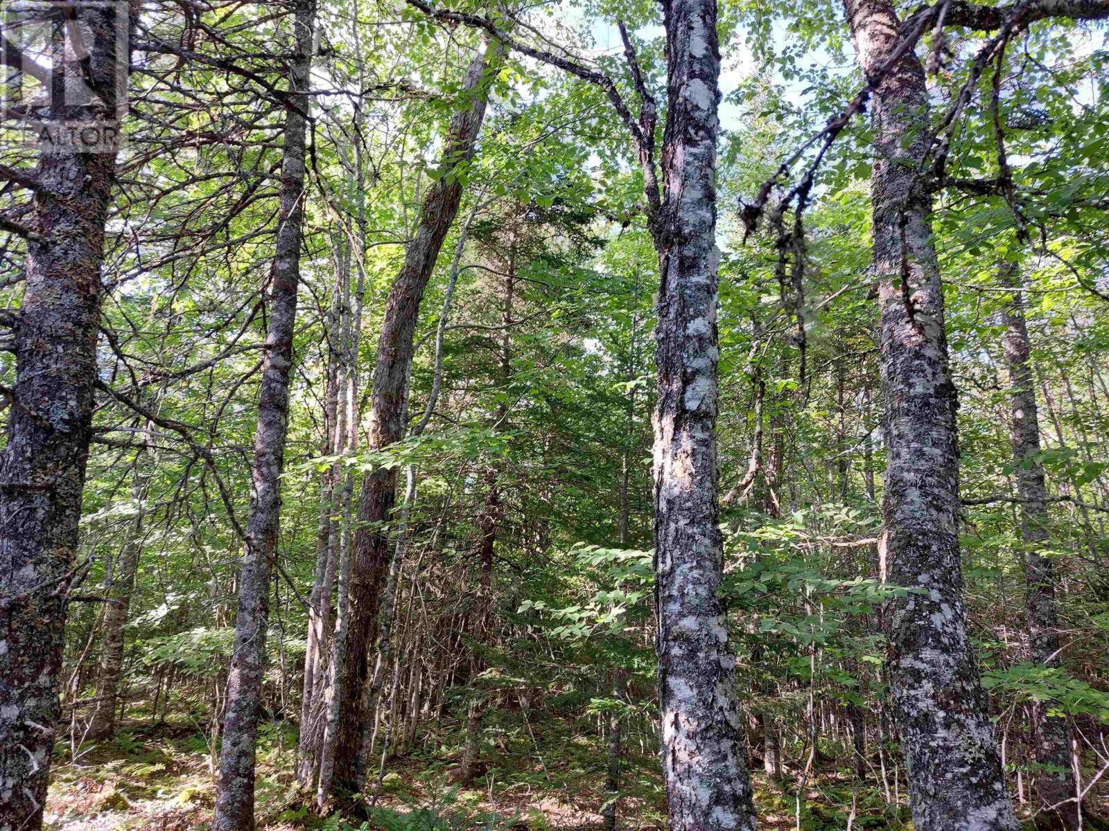 Lot 16 Walkerville Rd., Walkerville, Nova Scotia  B0E 1J0 - Photo 7 - 202519504