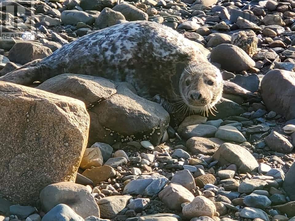 8865 8869 Hwy 101 Highway, Brighton, Nova Scotia  B0V 1A0 - Photo 23 - 202519597