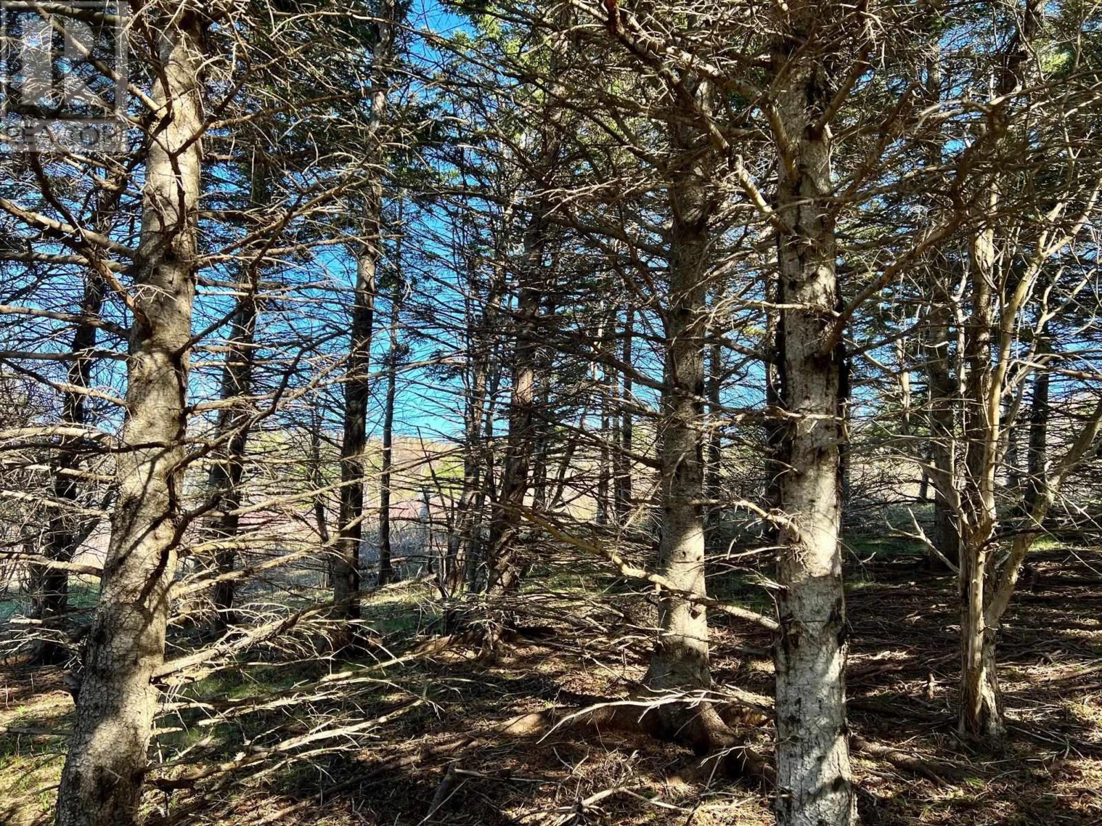 11838 Cabot Trail, Cap Le Moine, Nova Scotia  B0E 3A0 - Photo 9 - 202520632