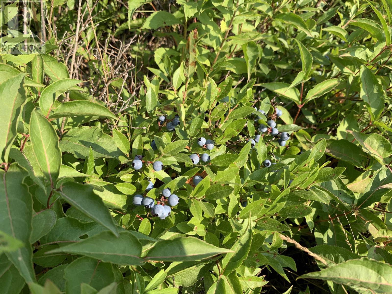 Lot 4b Hunter Road, Wentworth Valley, Nova Scotia  B0M 1Z0 - Photo 6 - 202521316