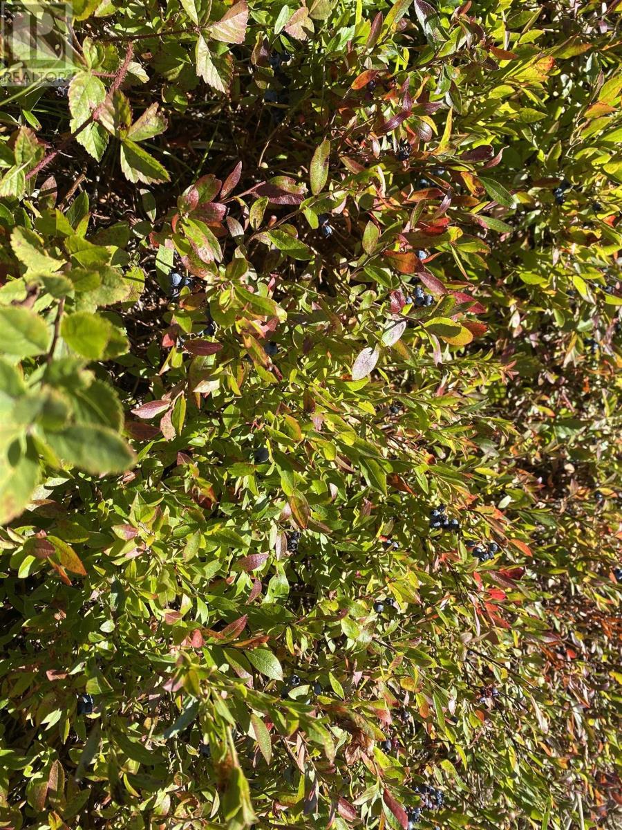 3666 Highway 203, East Kemptville, Nova Scotia  B5A 5P7 - Photo 6 - 202521547