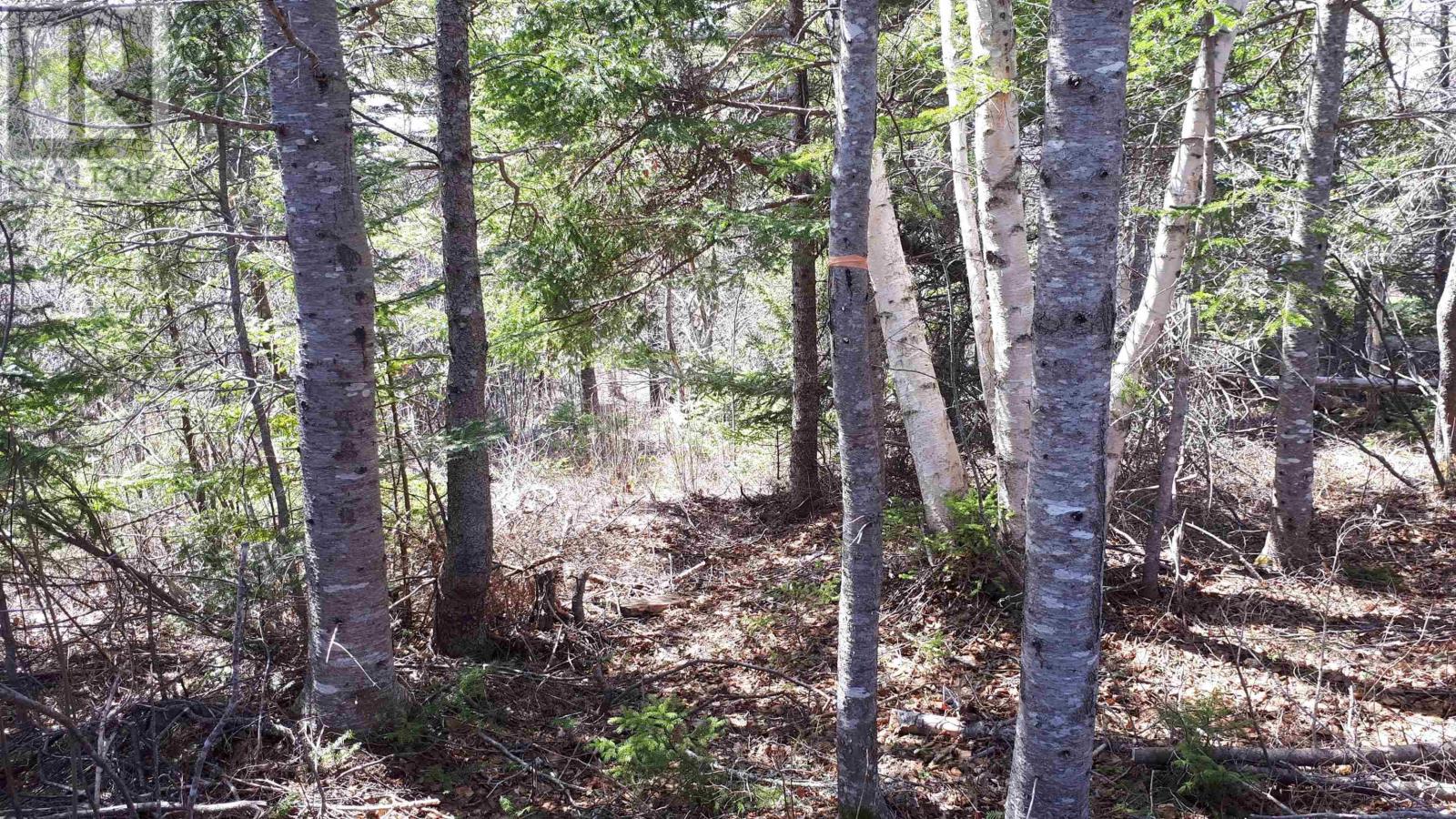 Evanston Rd, Evanston, Nova Scotia  B0E 1J0 - Photo 9 - 202522049