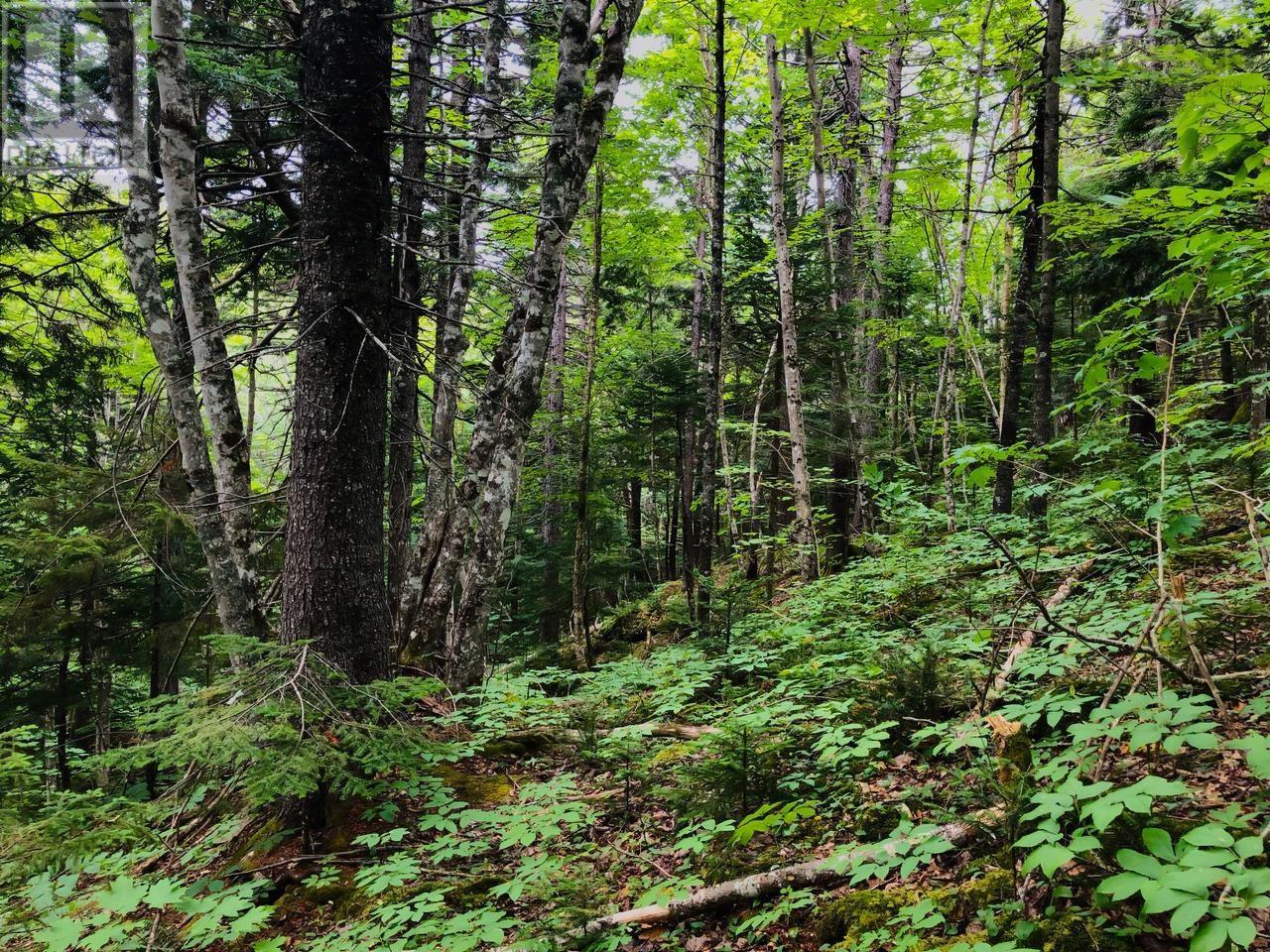 1269 Hampton Mountain Road, Hampton, Nova Scotia  B0S 1L0 - Photo 13 - 202522760