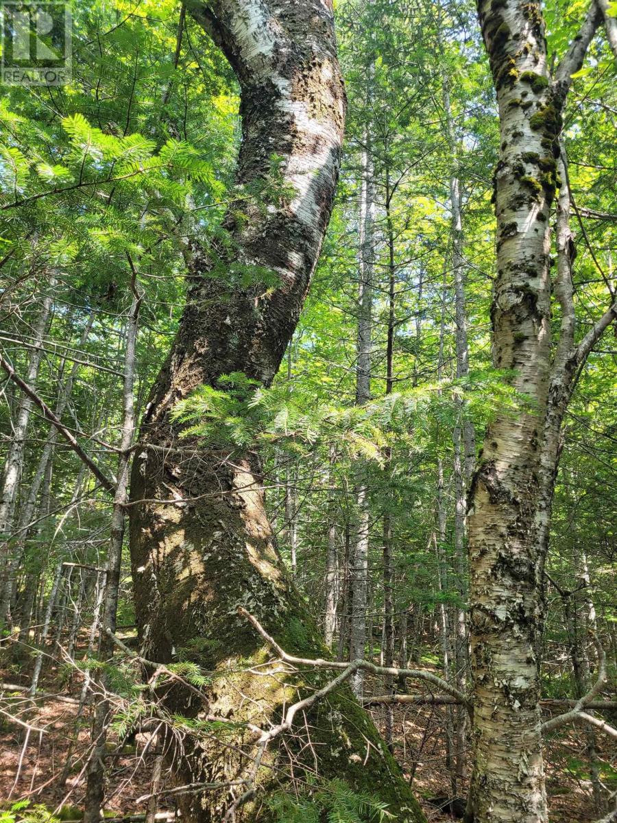Crandall Road, Crandall Road, Nova Scotia  B9A 1W9 - Photo 5 - 202523269