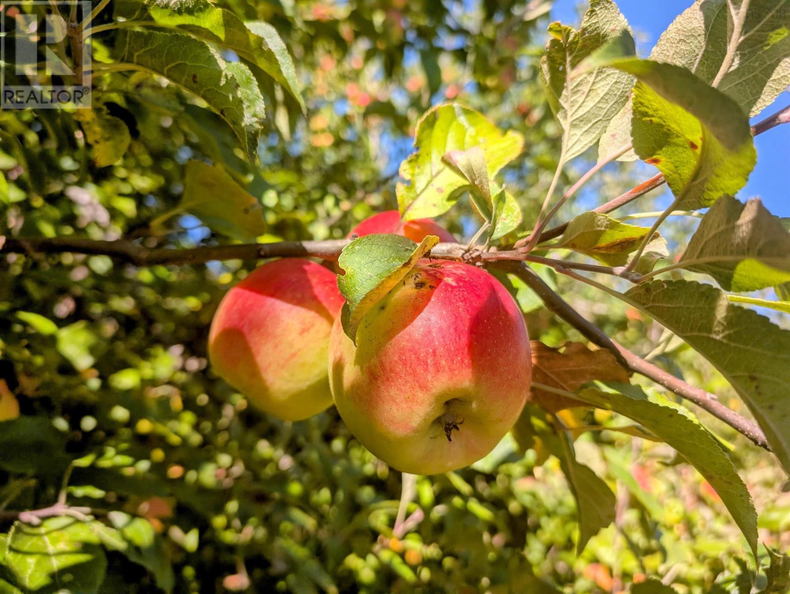 Lot 1 Avon Spirit Lane, Avondale, Nova Scotia  B0N 2A0 - Photo 8 - 202524361