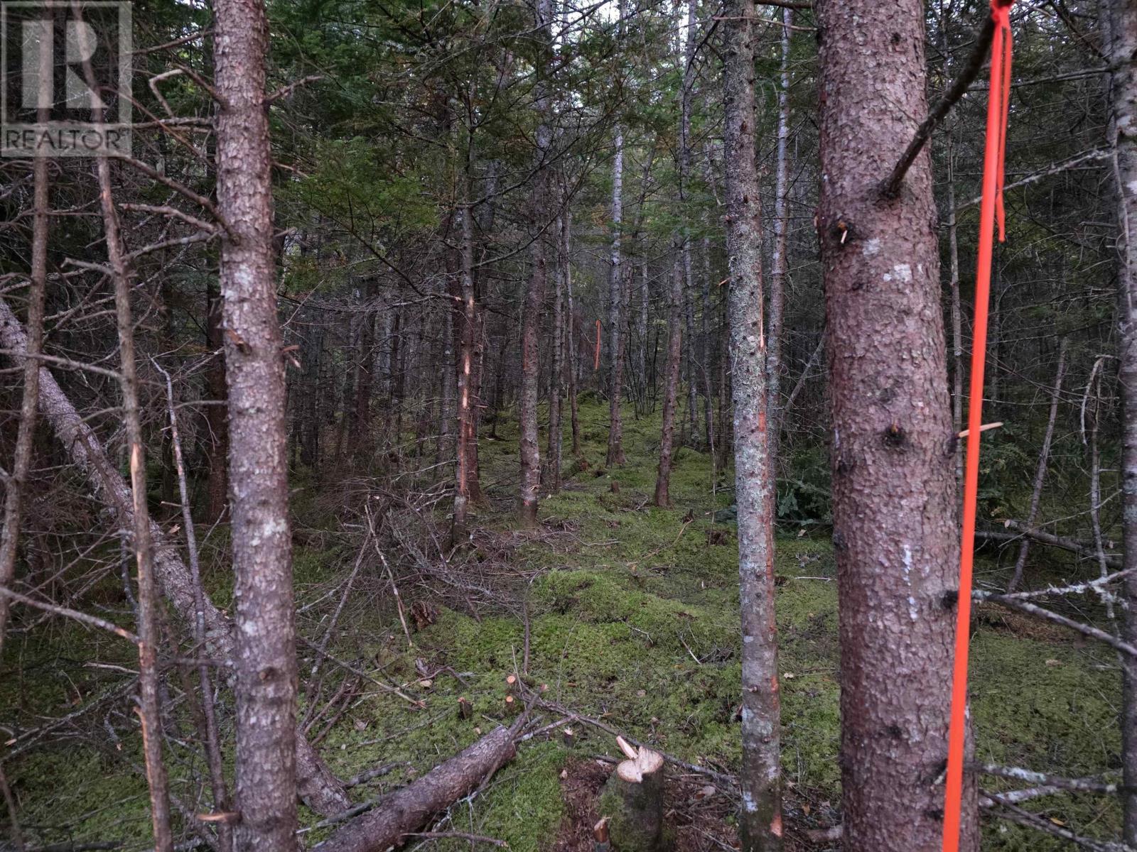 Land 104 Highway, River Bourgeois, Nova Scotia  B0E 2X0 - Photo 4 - 202527068
