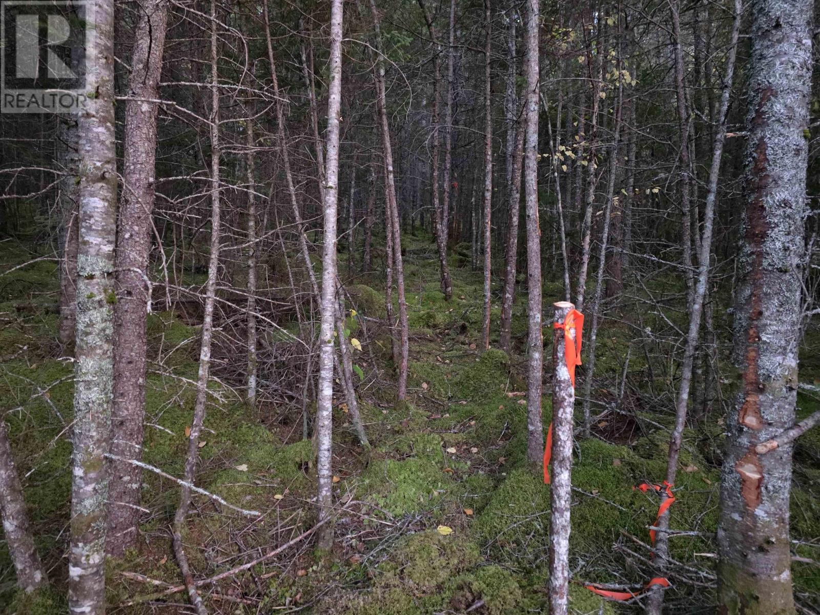 Land 104 Highway, River Bourgeois, Nova Scotia  B0E 2X0 - Photo 5 - 202527068