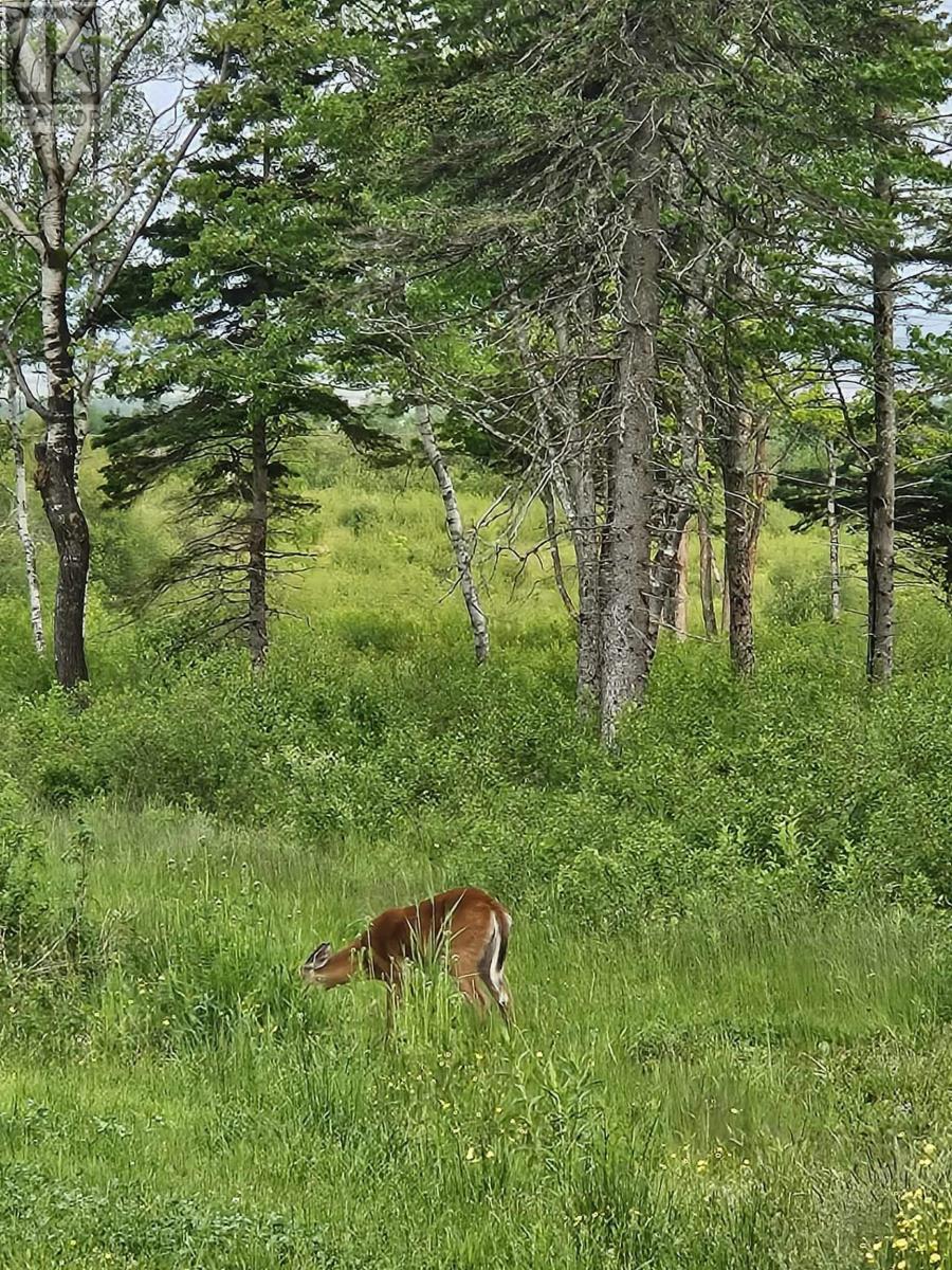 1371 Mines Road, Fenwick, Nova Scotia  B0L 1C0 - Photo 15 - 202527684