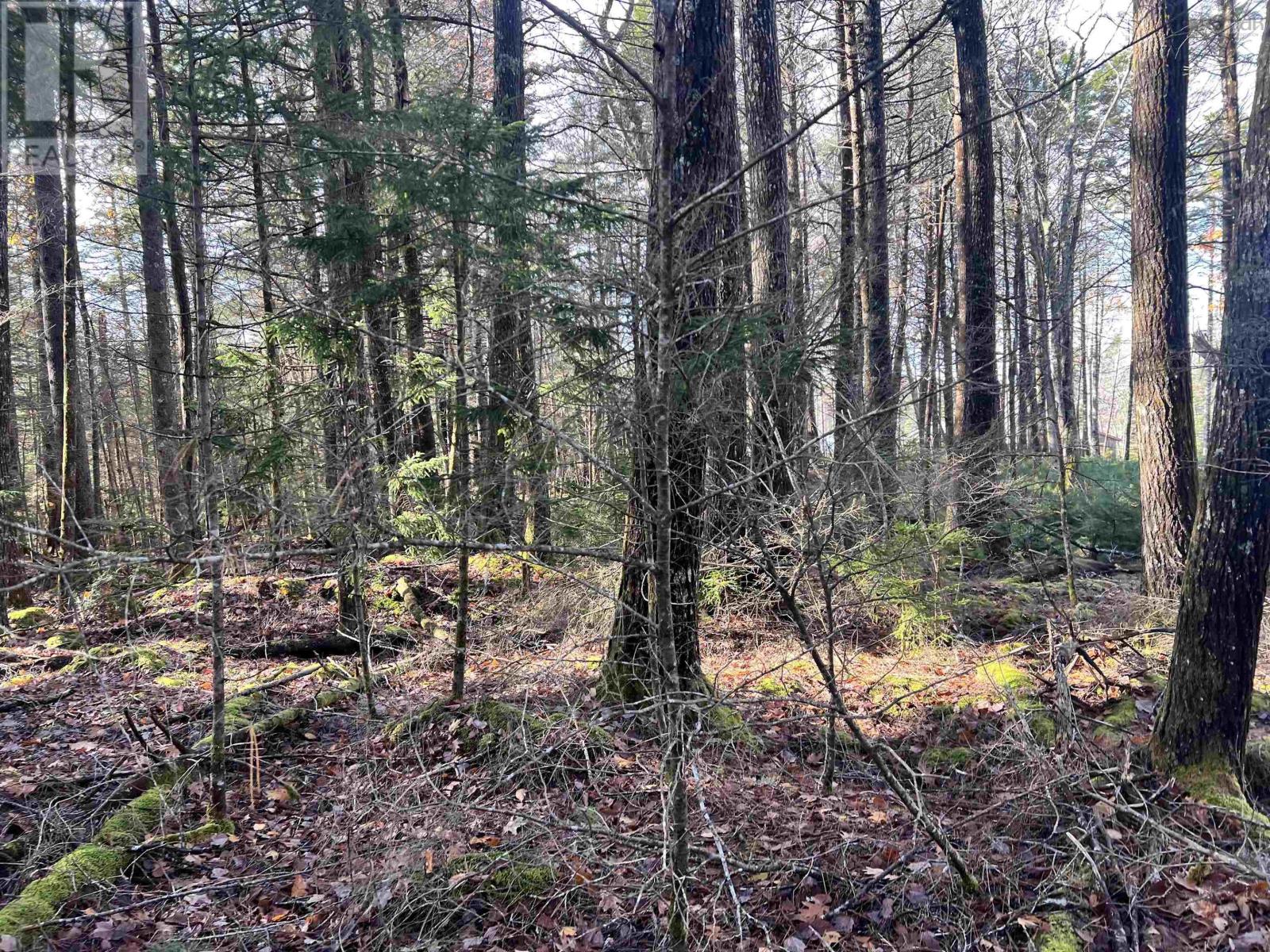 2 Oak Hill Road, Lower Ohio, Nova Scotia  B0T 1W0 - Photo 15 - 202527701