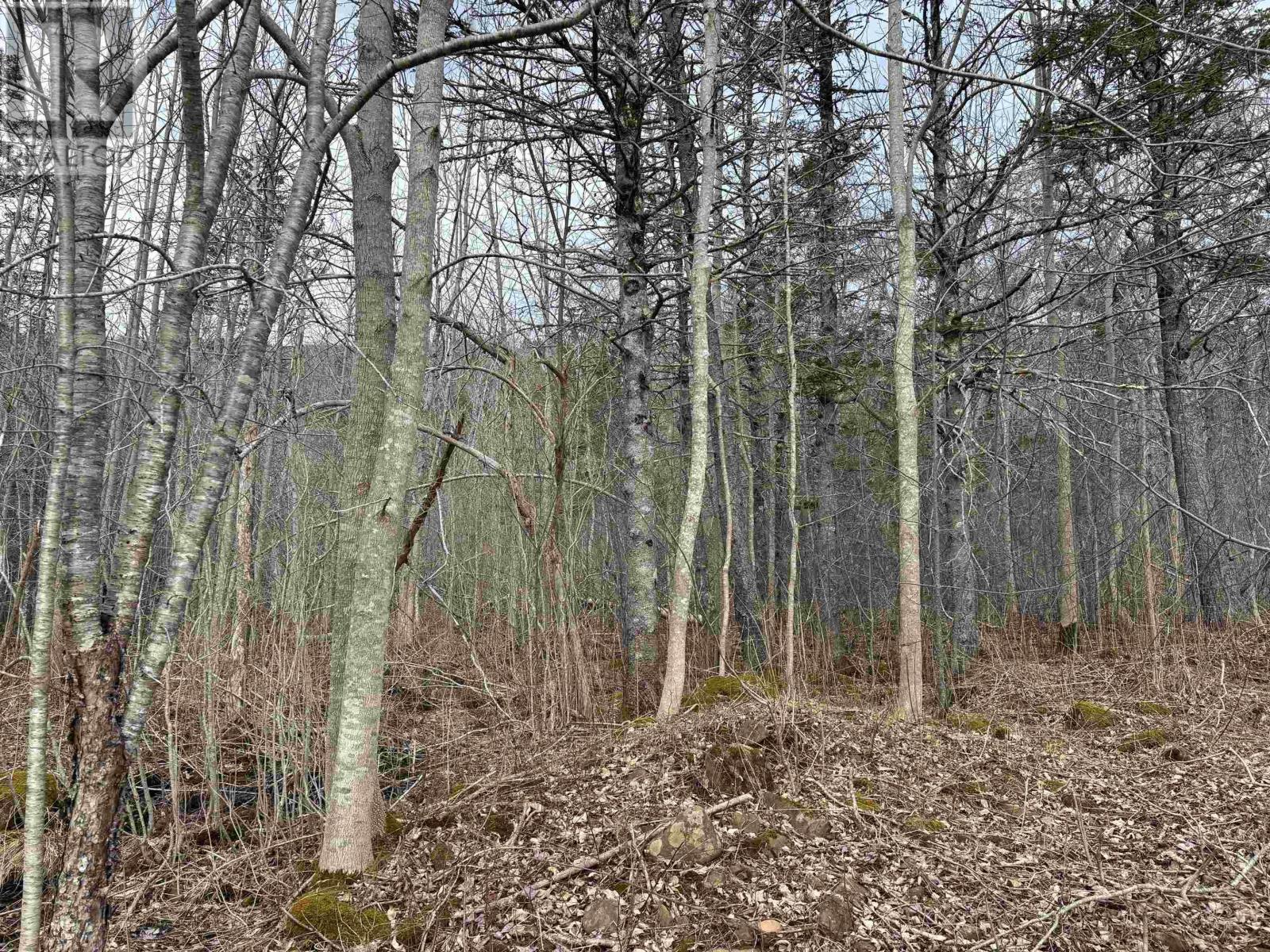 Culloden Road, Mount Pleasant, Nova Scotia  B0V 1A0 - Photo 5 - 202528355