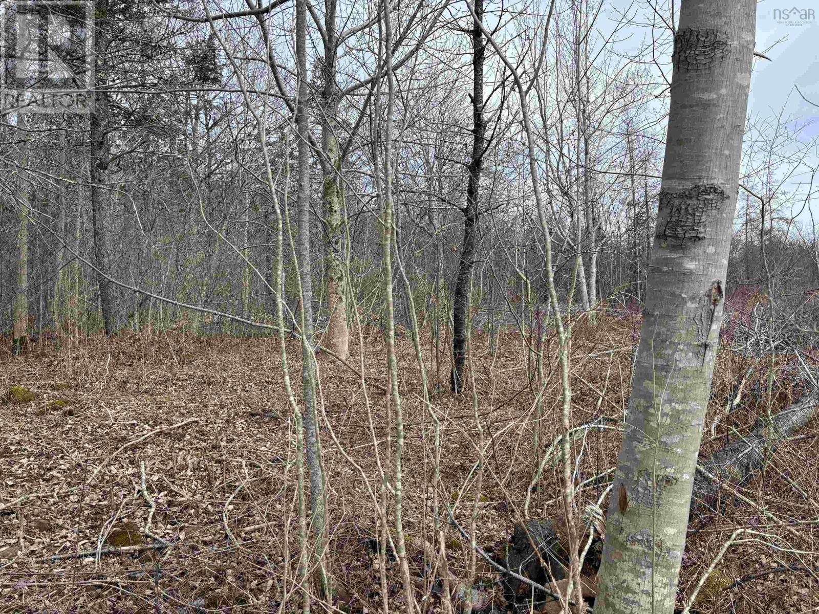 Culloden Road, Mount Pleasant, Nova Scotia  B0V 1A0 - Photo 6 - 202528355