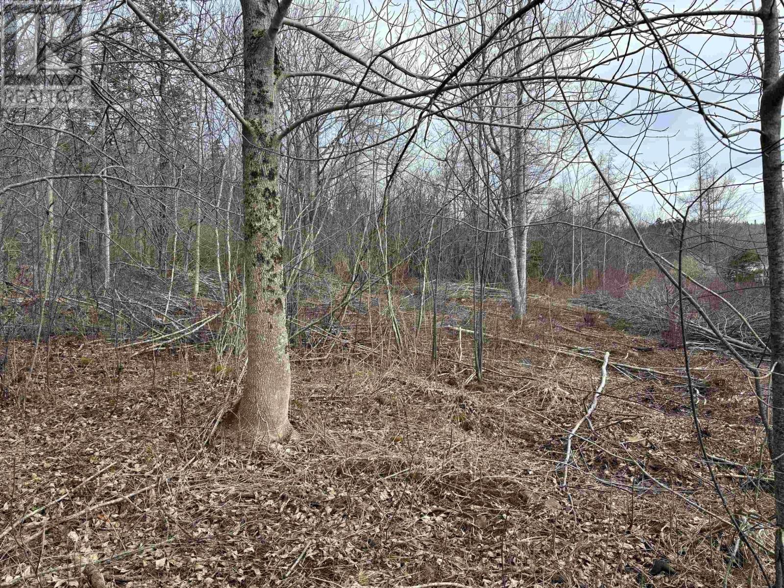 Culloden Road, Mount Pleasant, Nova Scotia  B0V 1A0 - Photo 8 - 202528355