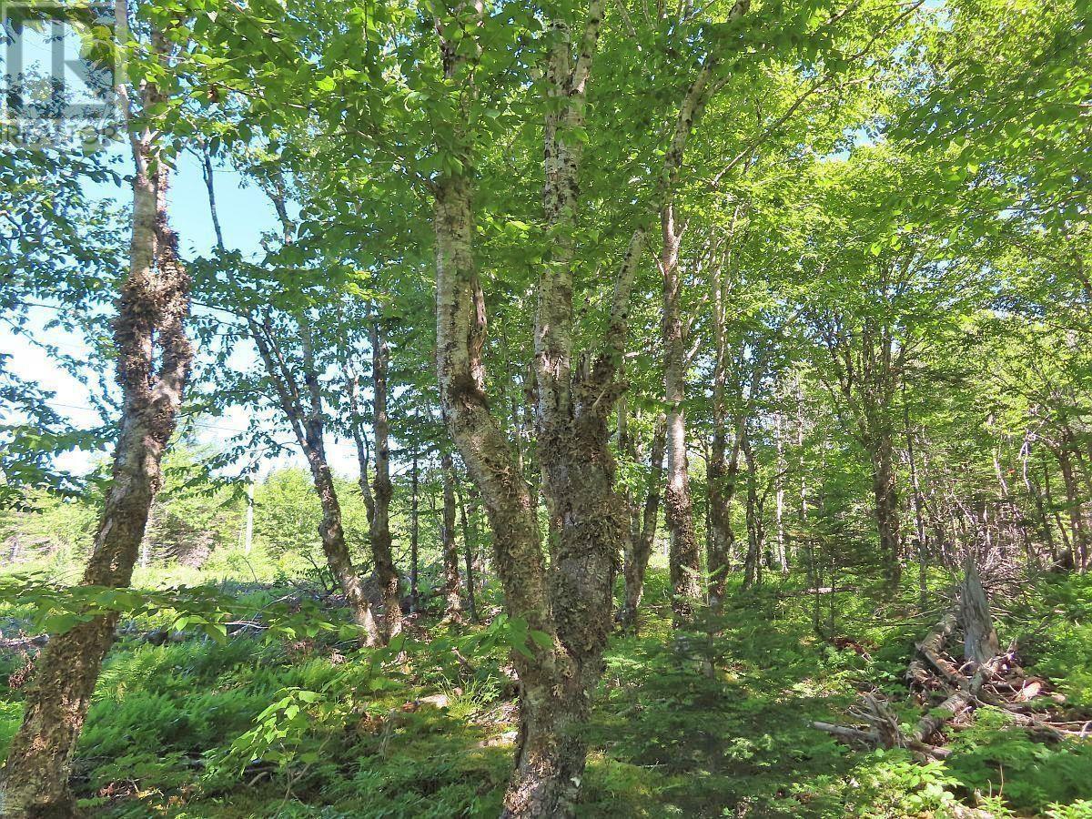 118 Acres Loch Lomond Road, Big Pond, Nova Scotia  B1J 1R4 - Photo 11 - 202529079